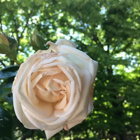 La Mola Гостевой дом Соммакампанья