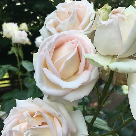 La Mola Соммакампанья