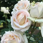 La Mola 솜마캄파냐