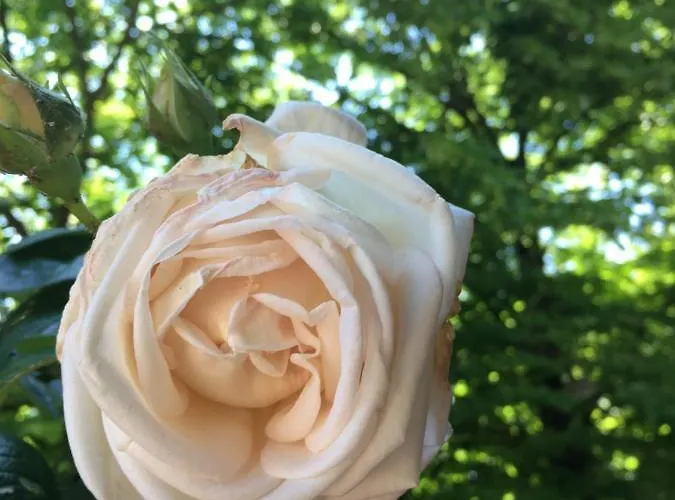 La Mola Guest house Sommacampagna