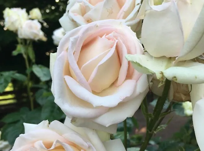 La Mola Sommacampagna